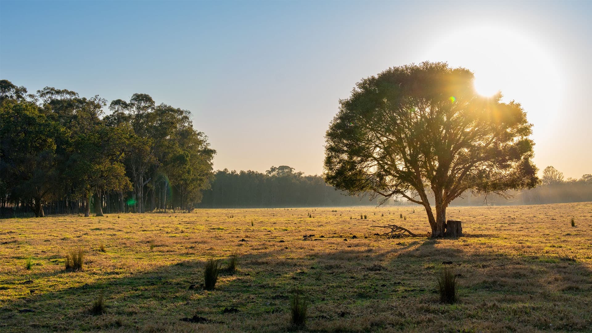 A large tree stands alone in a sunlit field at sunrise, casting a long shadow across the grass. A forested area borders the field on the left, under a clear sky.