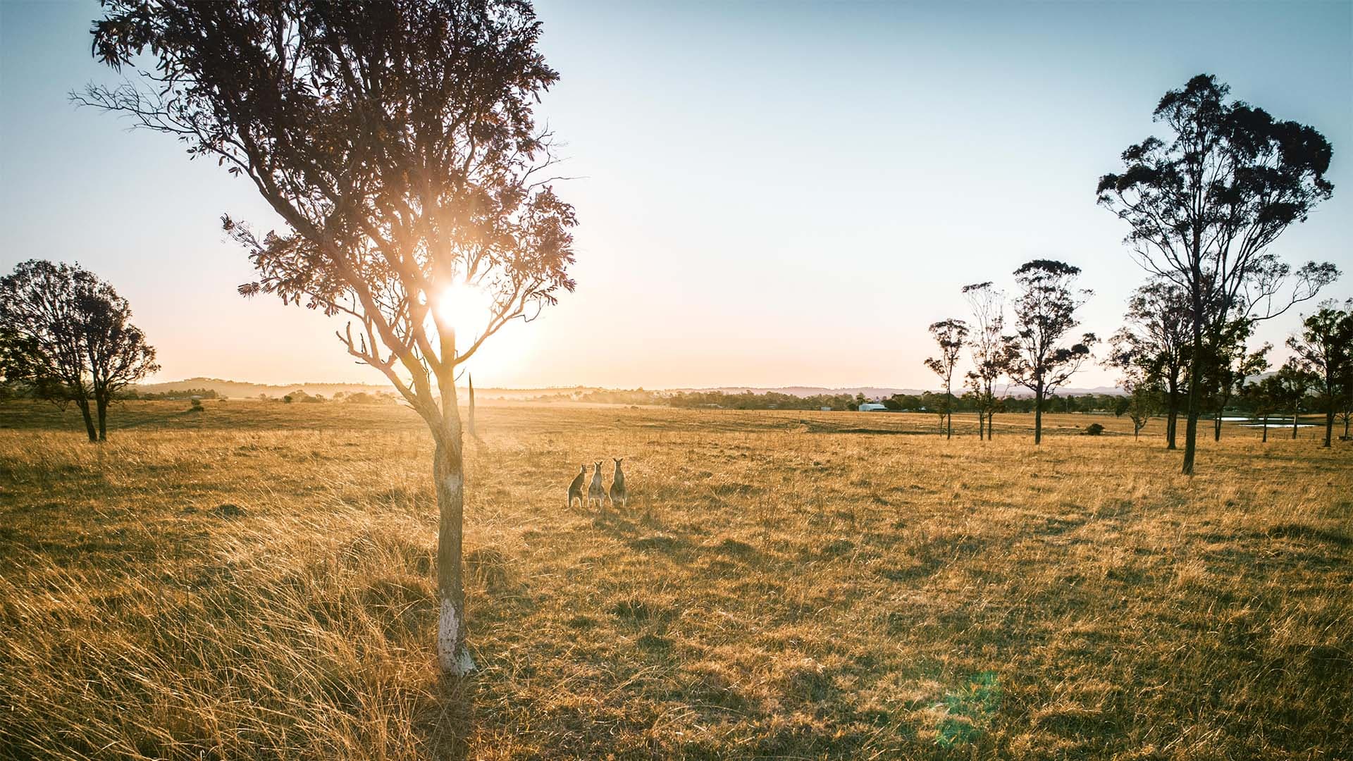 A sunlit grassy field with scattered tall trees and two kangaroos standing together in the distance; the sun is low on the horizon, creating a warm golden glow.