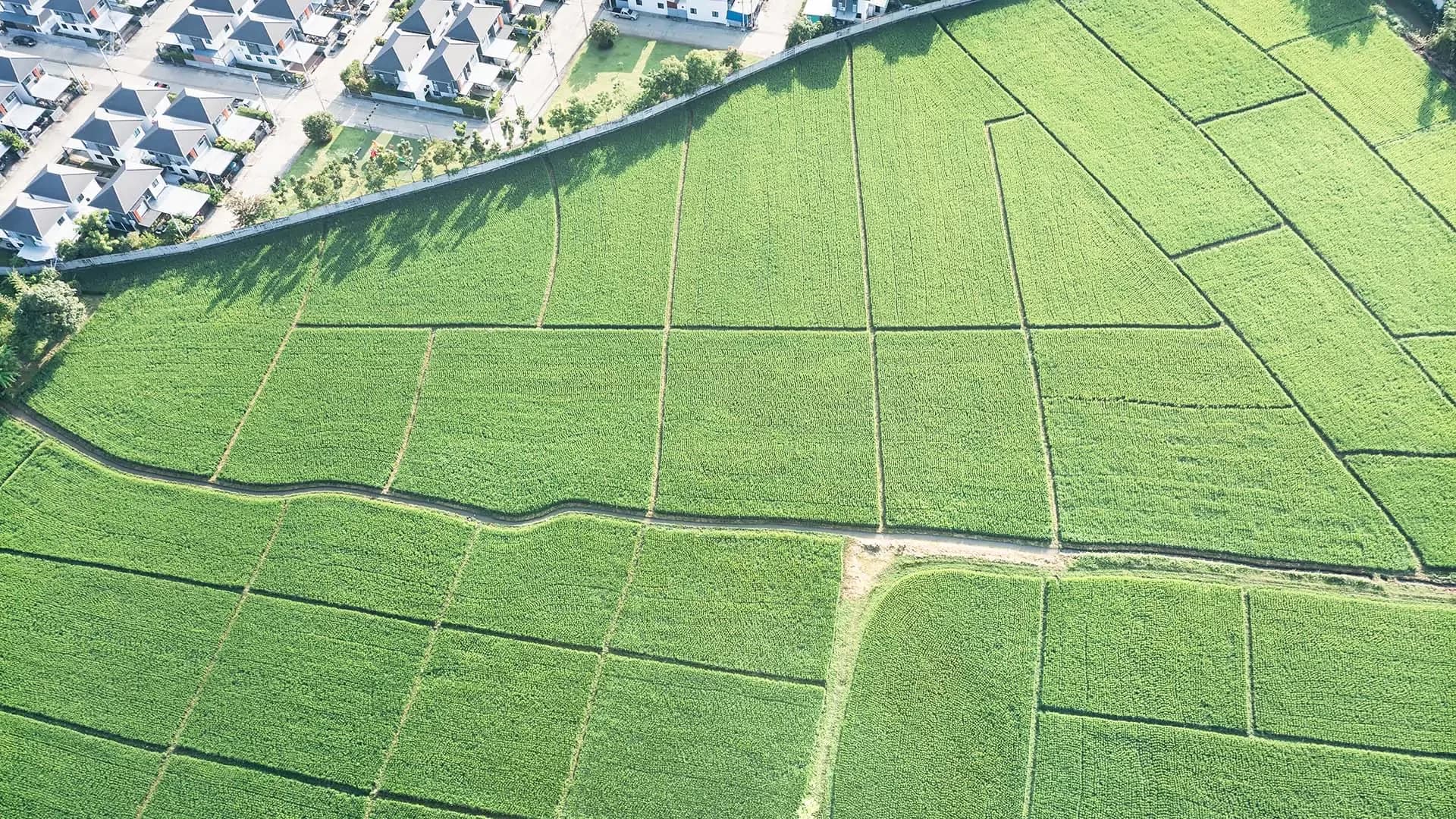 Aerial view of green agricultural fields divided by narrow paths, with a row of modern houses bordered by a tree-lined road at the top of the image.
